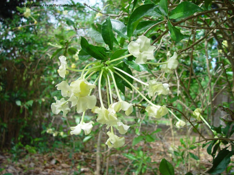 Brunfelsia undulata--FL. Fairchild Tropical Gard. 8 Apr 03. 049.jpg