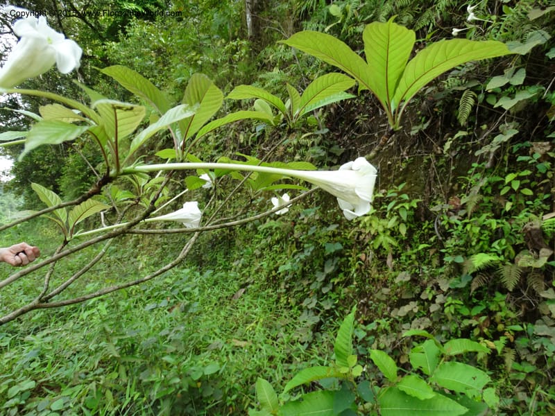 Euclinia longiflora, Davidson, C 12348--Cameroon. Ekondo Titi to Ekondo Nene. 21 Mar 2014. DSC02995 (32).JPG