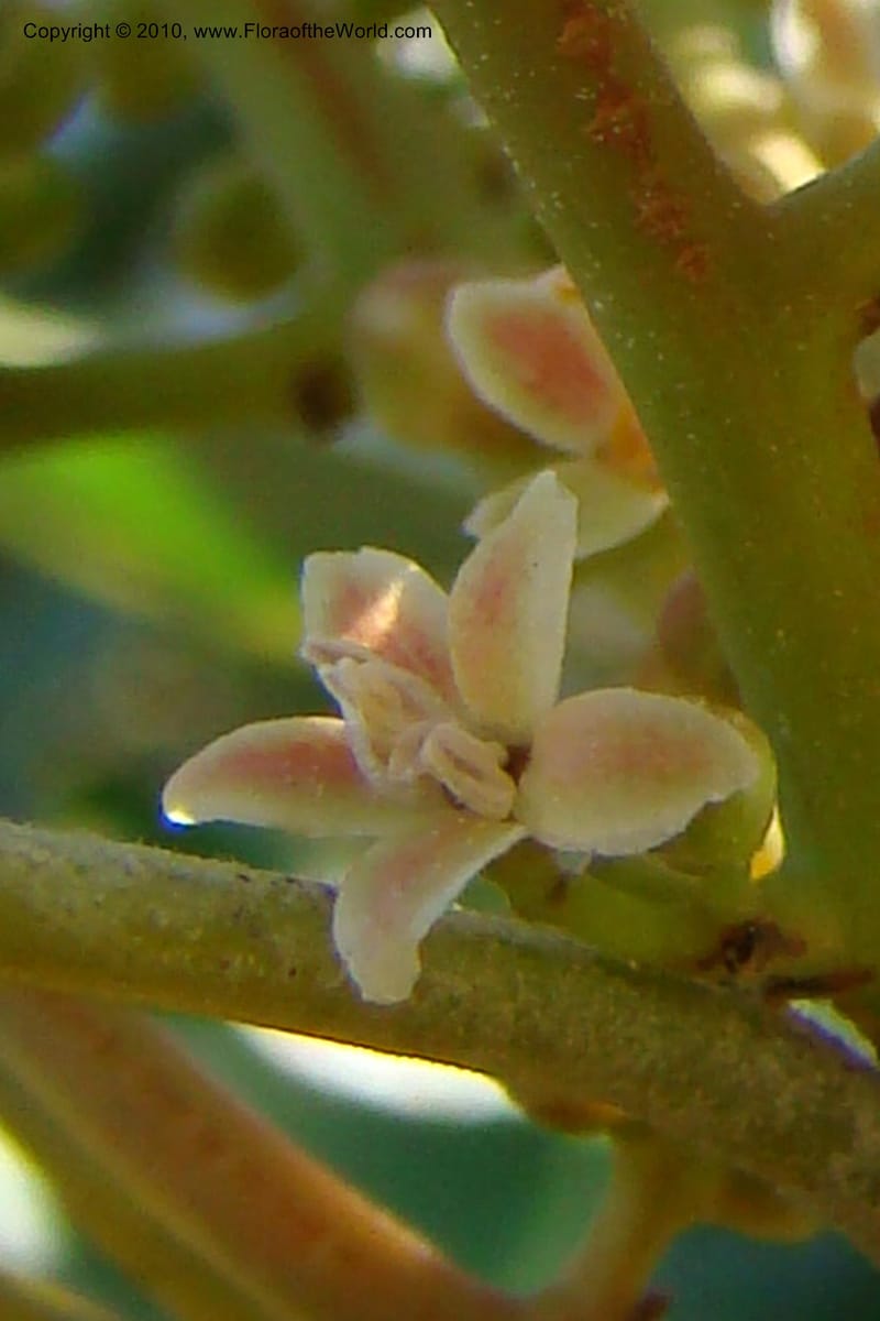 Protorhus longifolia, D. Styles xx--South Africa. KwaZulu-Natal. Kloof Gorge, Durban. 29 Aug 09. 001 (10).jpg