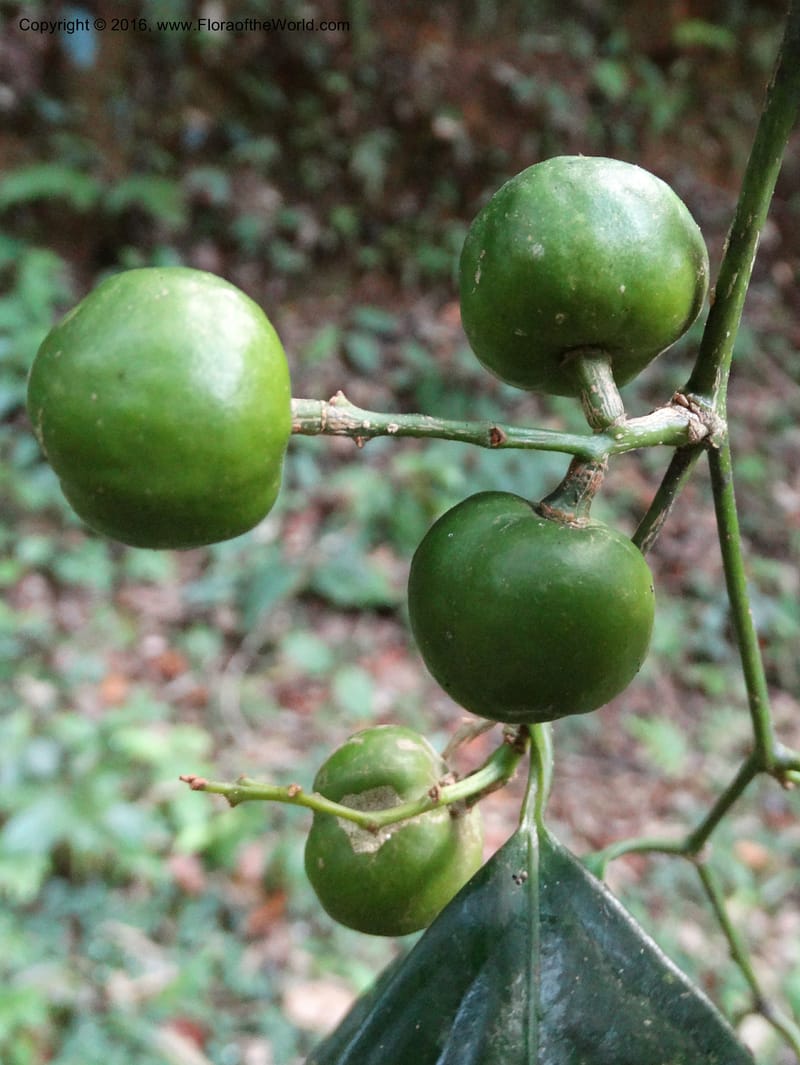 Xanthophyllum, Davidson, C 12912--Sabah. Sub-stesen Sayap. 26 Mar 2015. DSC00551 (103).JPG
