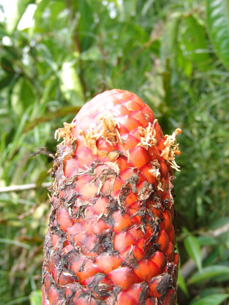 Guzmania claviformis, Neill 15929--Ecuador. Prv. Zam. Ch. C del Condor. Wawaime plot. 22 Sep 07. 344 (8).jpg