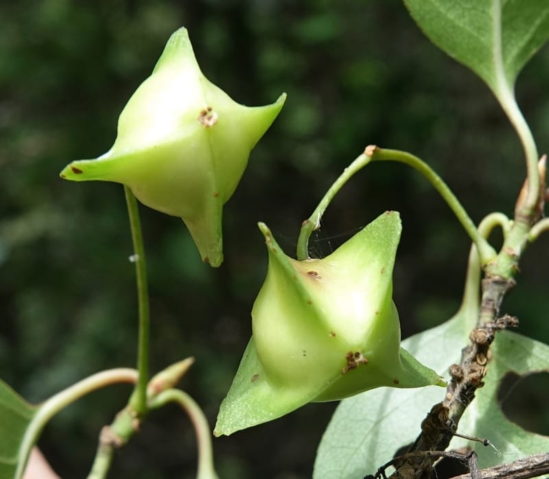 Euonymus sanguineus, D. Boufford 43991--China. Sichuan. Yibailingba-gou. 12 Aug 2017. DSC04660 (423).JPG