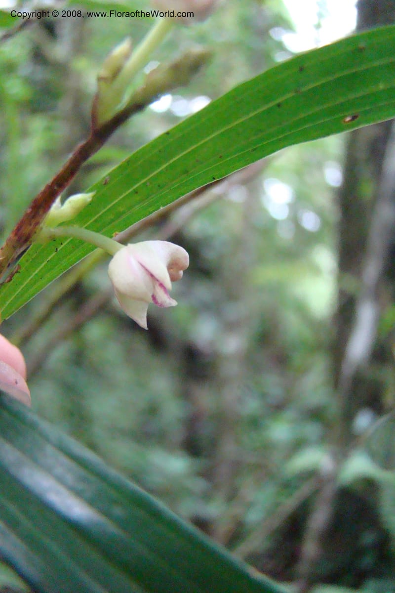 Polystachya albescens ssp. imbricata, WKindeketa2982--Tanz. Rungwe Distr. Rungwe For. Res. 24 Jan 08. 111.jpg