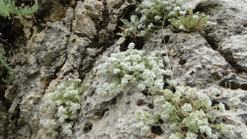 Paronychia kurdica, A. G. Miller 120.6--Iraq. Kurdistan. Shakh-i Pira Magun. 9 June 2010. 265 (7).jpg