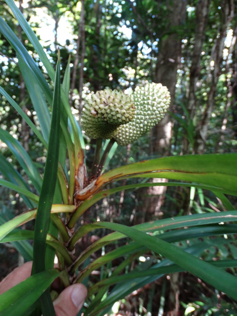 Freycinetia, Callmander, M 1234--New Caledonia. Haute Robinson. 11 Nov. 2015. DSC00909 (425).JPG