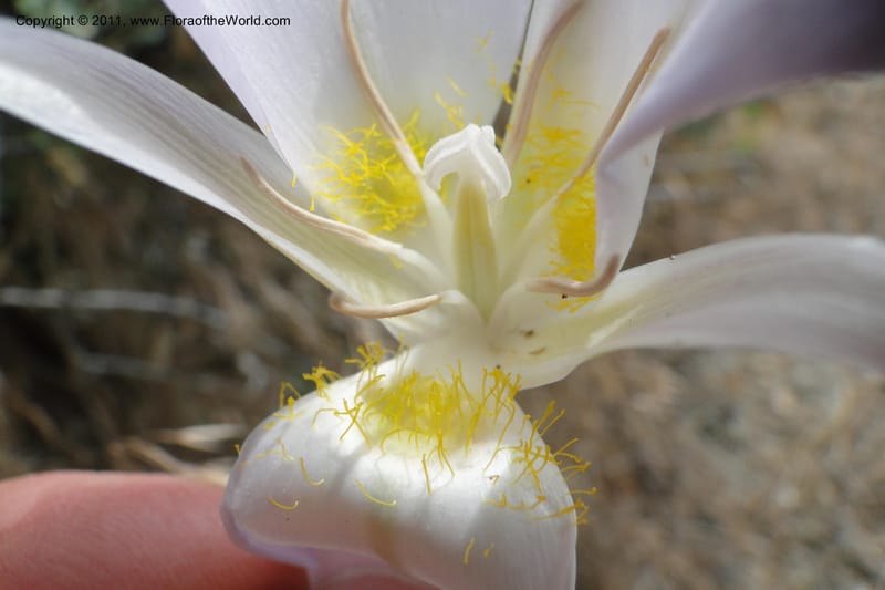 Calochortus macrocarpus, Davidson, C 11891--Idaho. Ada Co. Boise Foothills. 12 Jul 2011. 013 (11).jpg