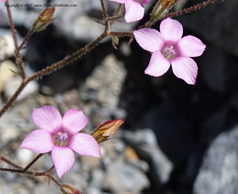 Gilia latifolia, Davidson, C 13078--California. Inyo Co. Last Chance Mts. 16 Apr 2016.  (123).JPG