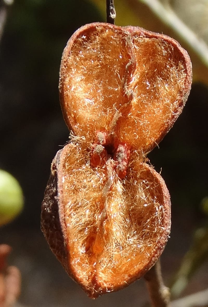 Lepidocupania lepidota, Callmander, M 1239--New Caledonia. Mont Dzumac. 12 Nov 2015. DSC01563 (351).JPG