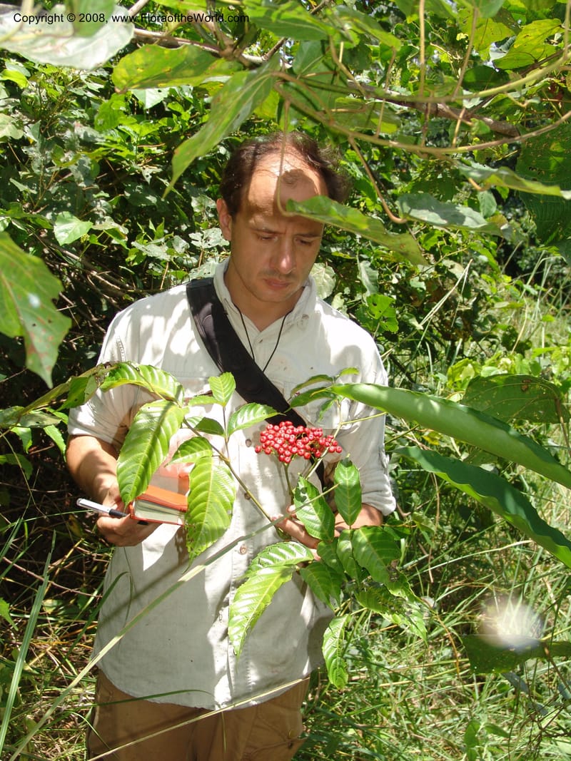 Leea guineensis, MLeal1136--Gabon. Prov. Ogooue-Iv. Res. Lope. Sommet Main. 19 Apr 06. 144.jpg