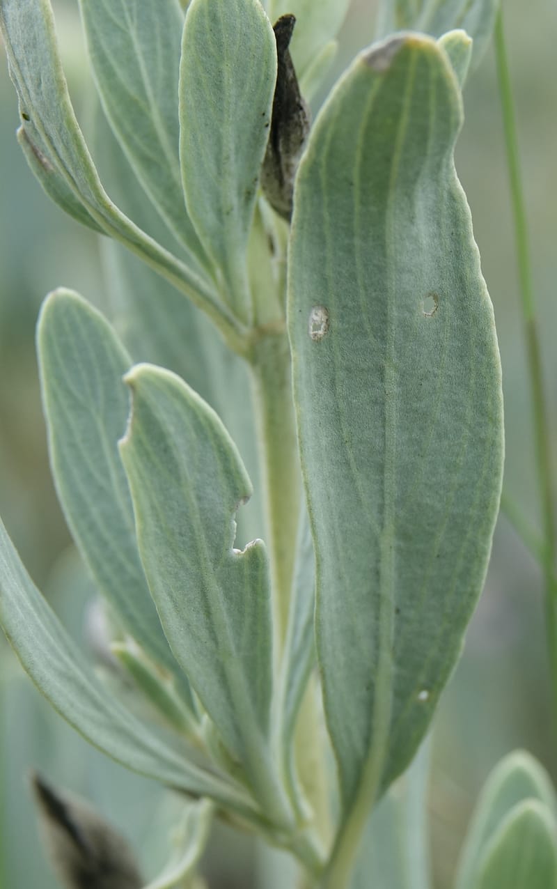 Petalidium ohopohense, L. Nanyeni 1285--Namibia. Hwy 3031. Odom 155. 31 Mar 2018. DSC04738 (14).JPG