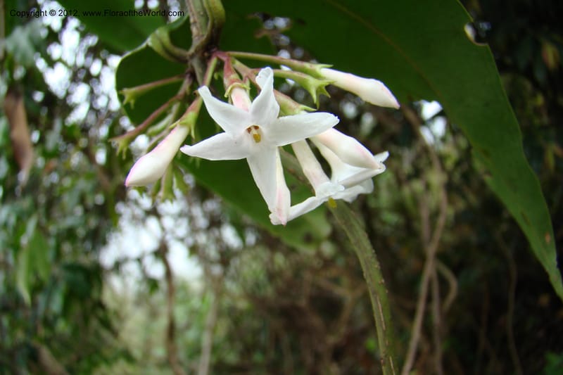 Jasminum, Regalado 1631--Viet Nam. Lao Cai Prov. Sa Pa Distr. 2 km NW Thac Bac. 5 Apr 09 085.jpg