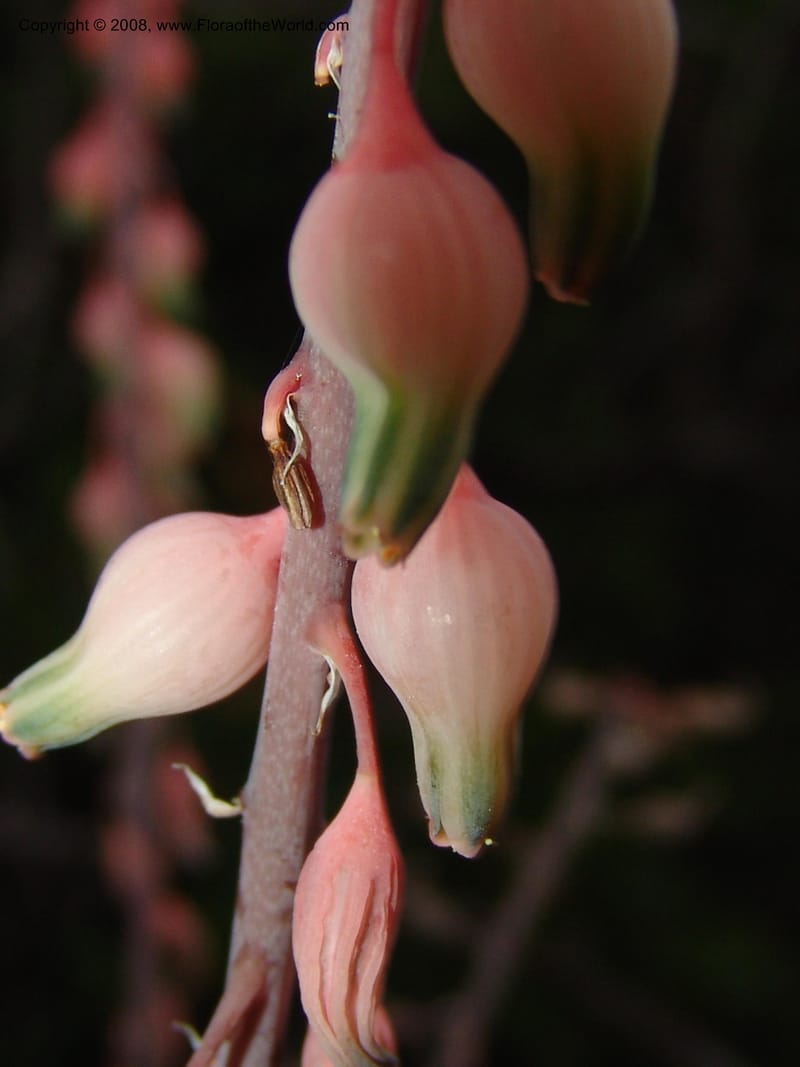 Gasteria bicolor--So.Africa. E. Cape. Uitenhage Nat. Res. 6 Mch 05. 223.jpg