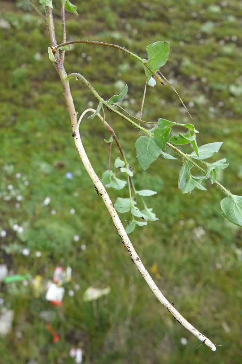 Codonopsis, C. Davidson 13788--China. Sichuan. Daocheng Xian. 14 Aug 2017. DSC05676 (100).JPG