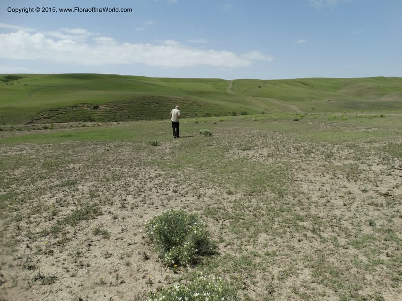 Peganum harmala, Davidson, C 12436--Georgia (Caucasus). Kakheti Region. (Kiziki). Toward Vashlovani. 6 Jun 2014. DSC07328 (452).JPG