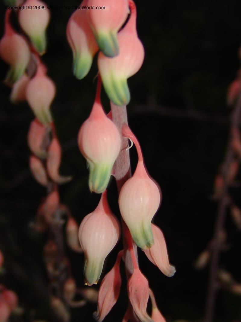 Gasteria bicolor--So.Africa. E. Cape. Uitenhage Nat. Res. 6 Mch 05. 222.jpg