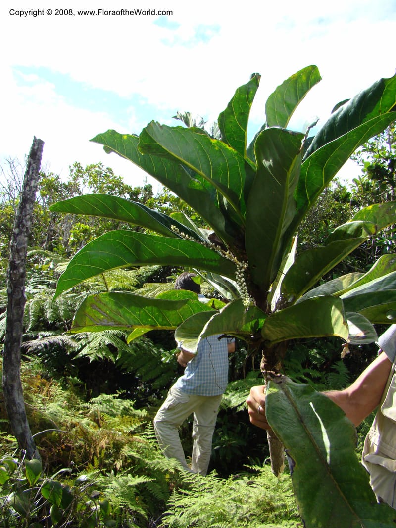 Symplocos, JMunzinger4747--New Caledonia. Mandjelia. 13 Nov 07. 135.jpg