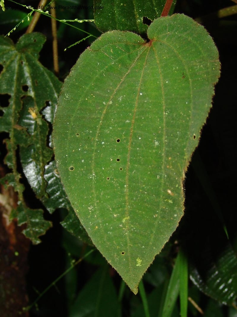 Amphiblemma molle, MLeal1044--Gabon. Prov. Estuaire. Monts de Cristal. Avebe River. 12 Apr 06. 197.jpg