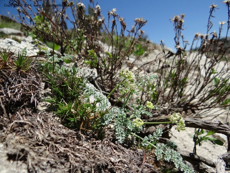 Cymopterus glaucus, Davidson, C 12196--ID. Boise Co. Scott Mtn. Lookout Road. 18 Jun 2013. DSC06609 (131).JPG