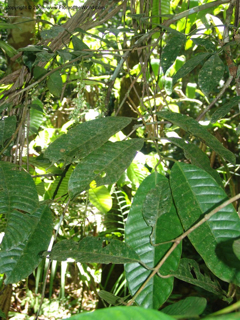 Marila laxiflora, AAraujoM1248--Bolivia. Pq. Nac. Madidi. Chalalan, Send. Anta. 30 Nov 04. 221.jpg