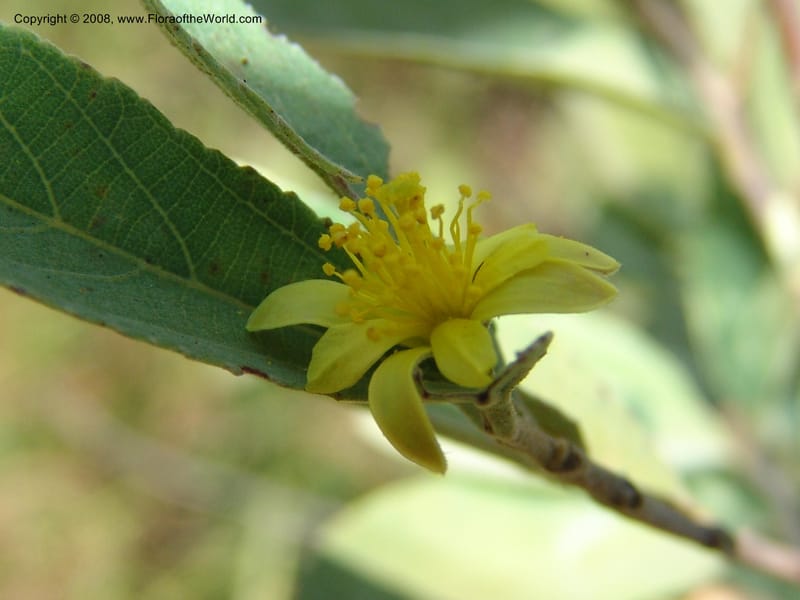 Grewia flava--So.Africa. Mpumal. S of Burgersfort. 16 Mch 05. 257.jpg