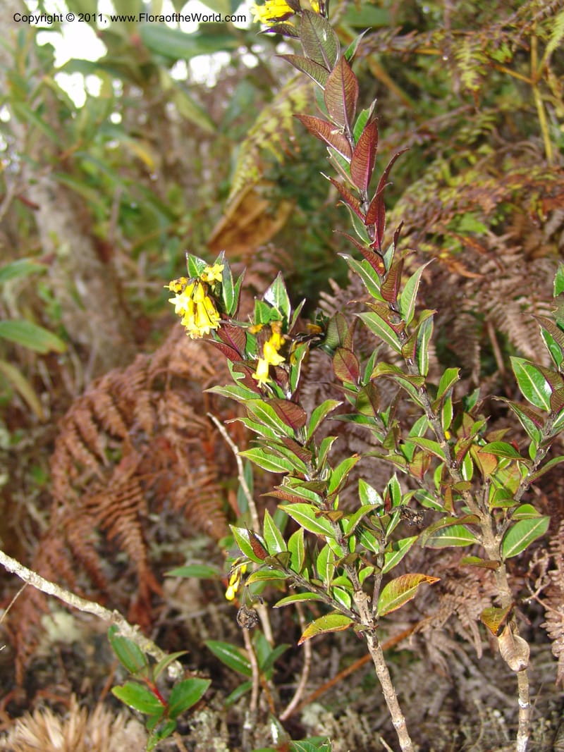 Palicourea smithiana, RVasquez31450--Peru. Prov. Oxapampa. Bosque de Shollet, ca. Oxapampa. 11 Oct 06. 464.jpg