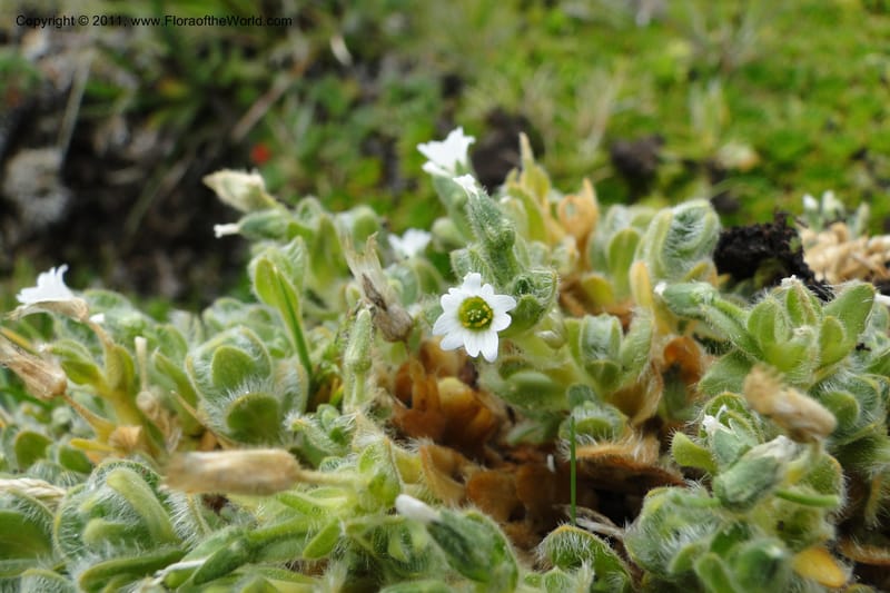 Cerastium, Ulloa 2014--Ecuador. Napo. Volcan Antesana. 2 Jun 2011. 162 (6).jpg