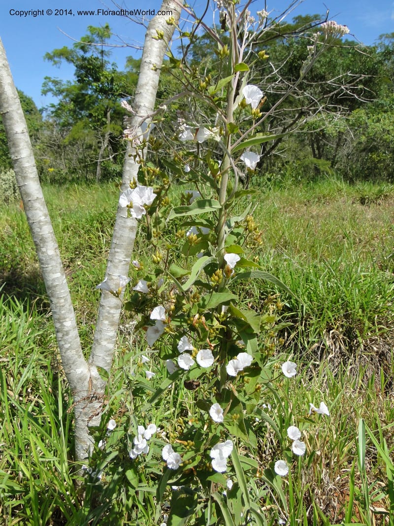 Convolvulus, Stevens,  W. D 31125, Cerro Cora, 16 Mar 2011 1688 (6).JPG