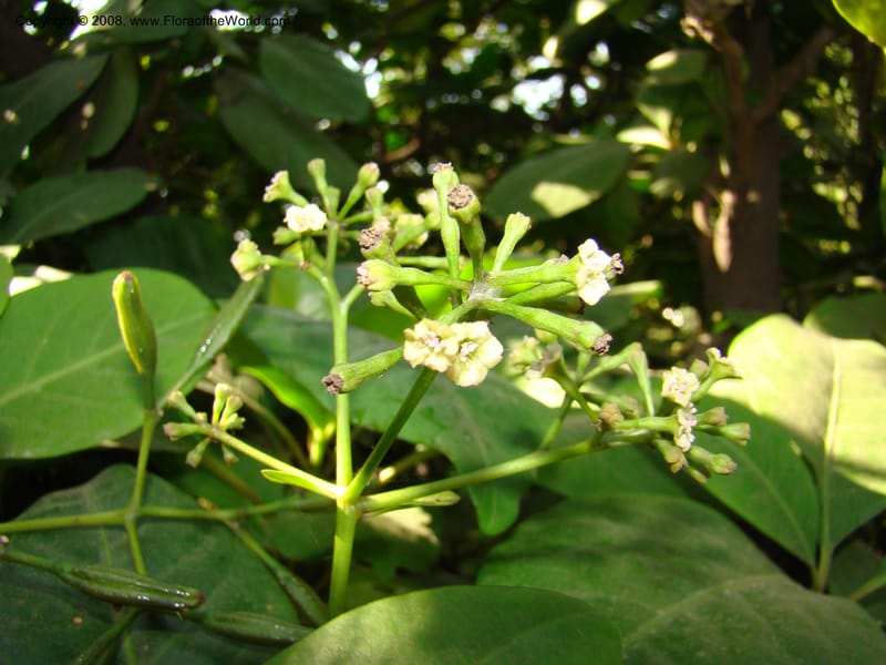 Pisonia umbellifera--Australia. Royal Botanic Garden, Melbourne. 19-20 Mch 08. 048.jpg