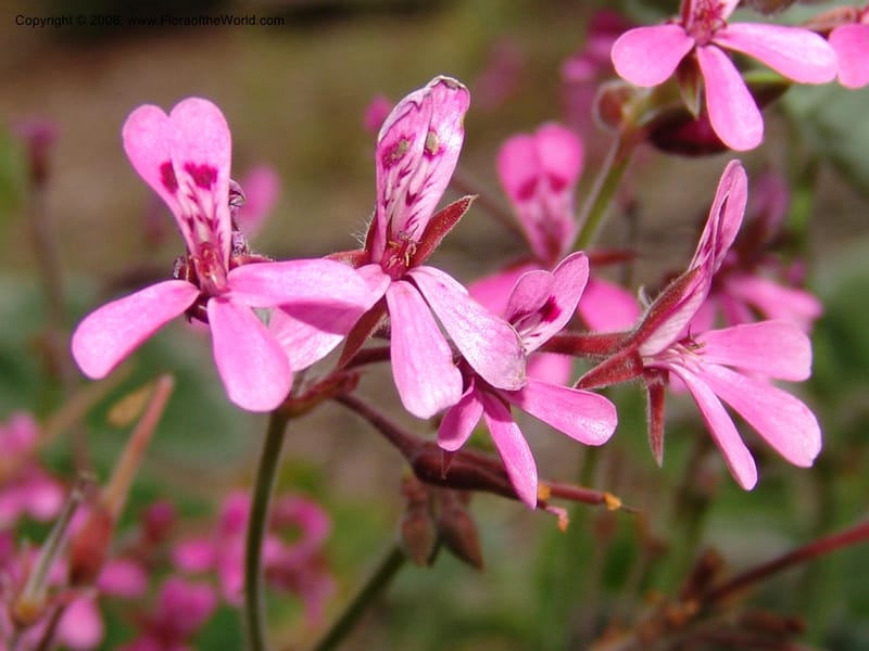 Pelargonium reniforme, 96.0624--CA. UC Berkeley Bot. Garden. 8 Dec 06. 047.jpg
