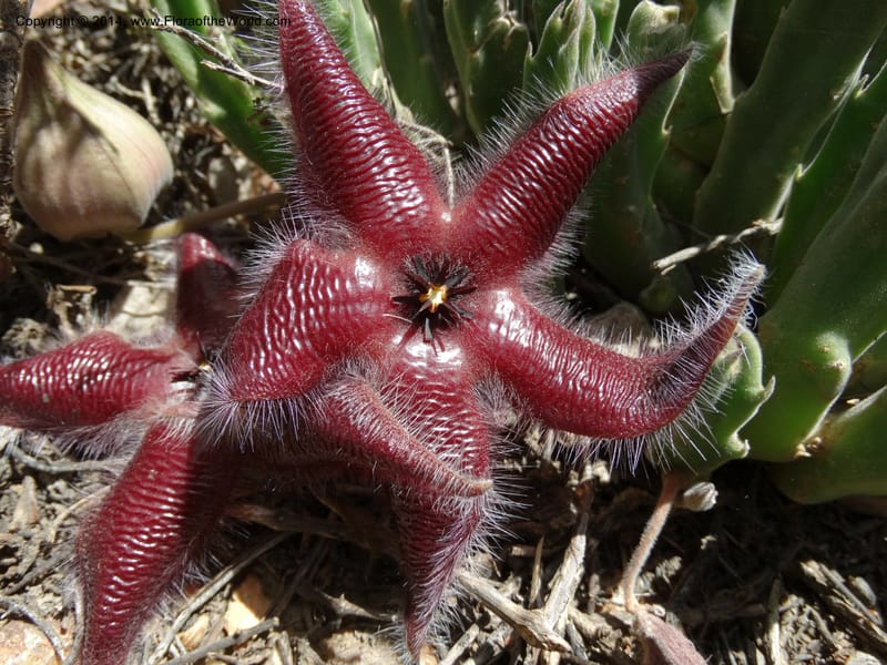 Stapelia hirsuta, Davidson, C 12254--South Africa. Western Cape. Swartberg Pass Rd. 19 Jan 2014. DSC00537 (20).JPG