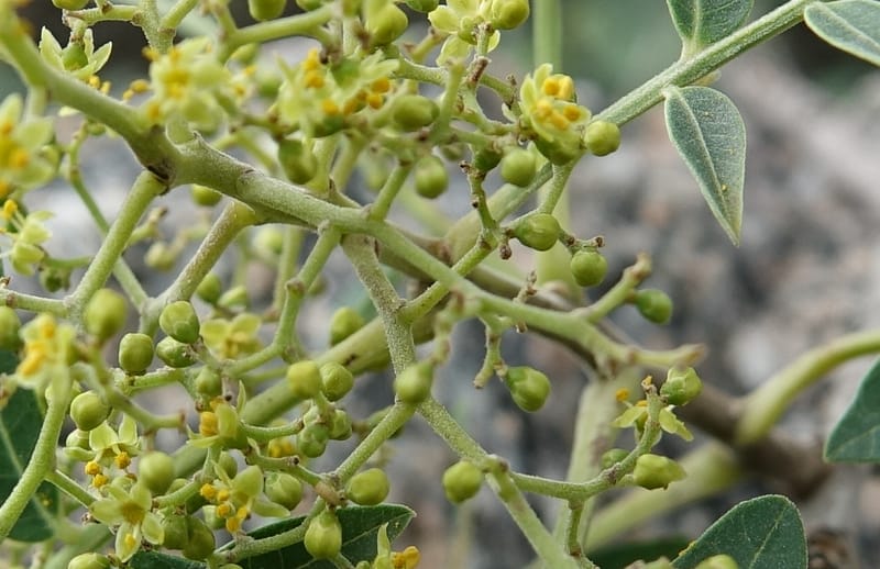 Schinus areira, Fortunato 13200--Argentina. Hwy 150 S of San Augustin. 9 Feb 2018. DSC09845 (69).JPG