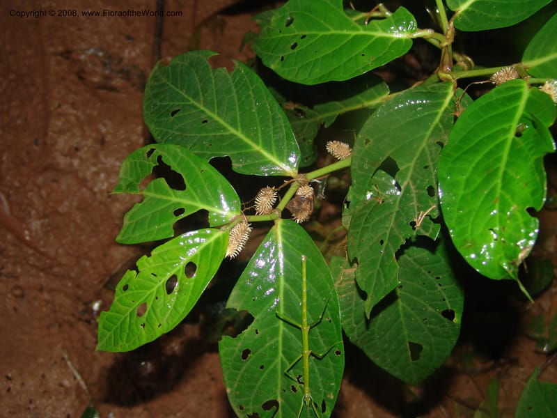 Piper longestylosum, AAraujoM1172--Bolivia. Pq. Nac. Madidi. Rio Tuichi, Rudidi Cr. 28 Nov 04. 082.jpg
