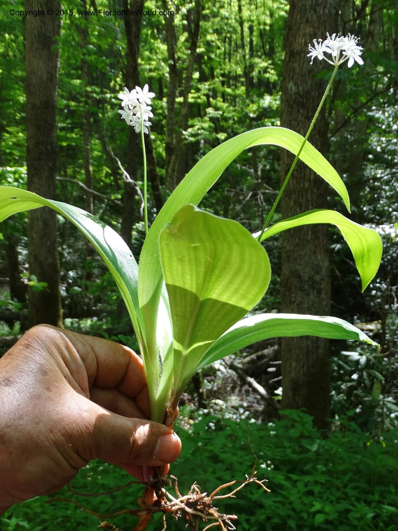 Clintonia umbellulata, Davidson, C 12988--North Carolina. Clay Co. Perry Gap Rd, Barnard's Cr. 13 May 2015. DSC04860 (301).JPG