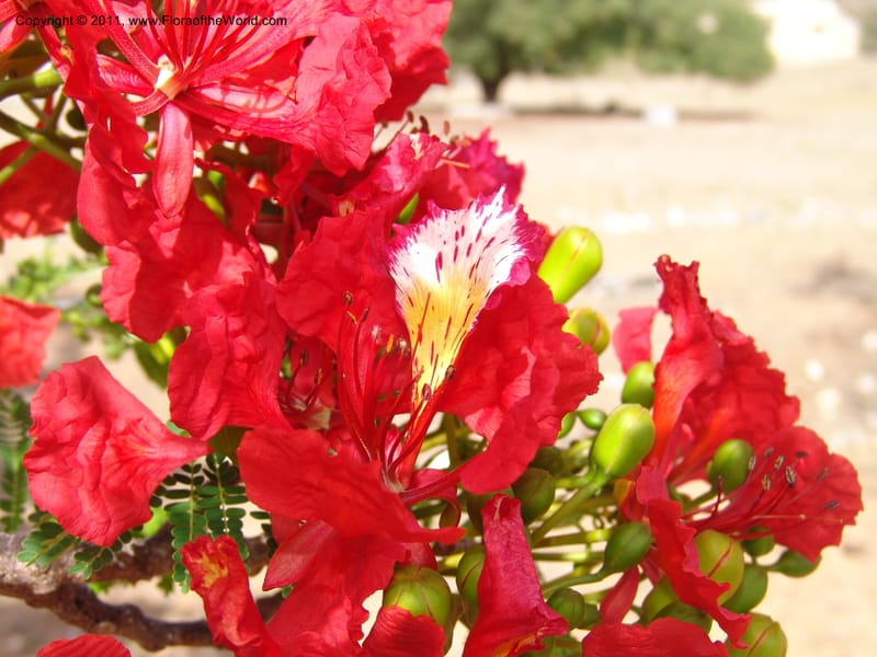 Delonix regia, ROR1560--Madag. Prov. Antsir. Orangea For. Pres. 9 Nov 06. 220 (13).jpg