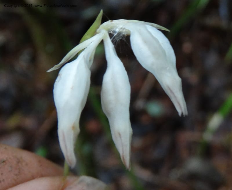 Burmannia longifolia, Davidson, C 12739--Sabah. Mt. Kinabalu. Bundu Tuhan Trail. 11 Oct 2014. DSC04153 (123).JPG