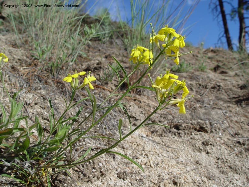 Erysimum--ID. Idaho Co. Salmon R. Polly Bemis Ranch. 9 May 04. 029.jpg