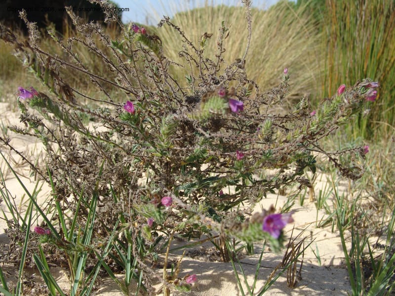 Echium gaditanum--Spain. Andalucia. Parque Nacional Donana. 7 Oct 04. 127.jpg