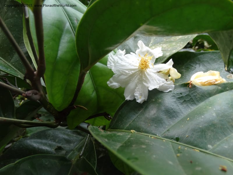 Oncoba, Davidson, C 12336B--Cameroon. Mokoko For. Res. 20 Mar 2014. DSC02622 (2).JPG