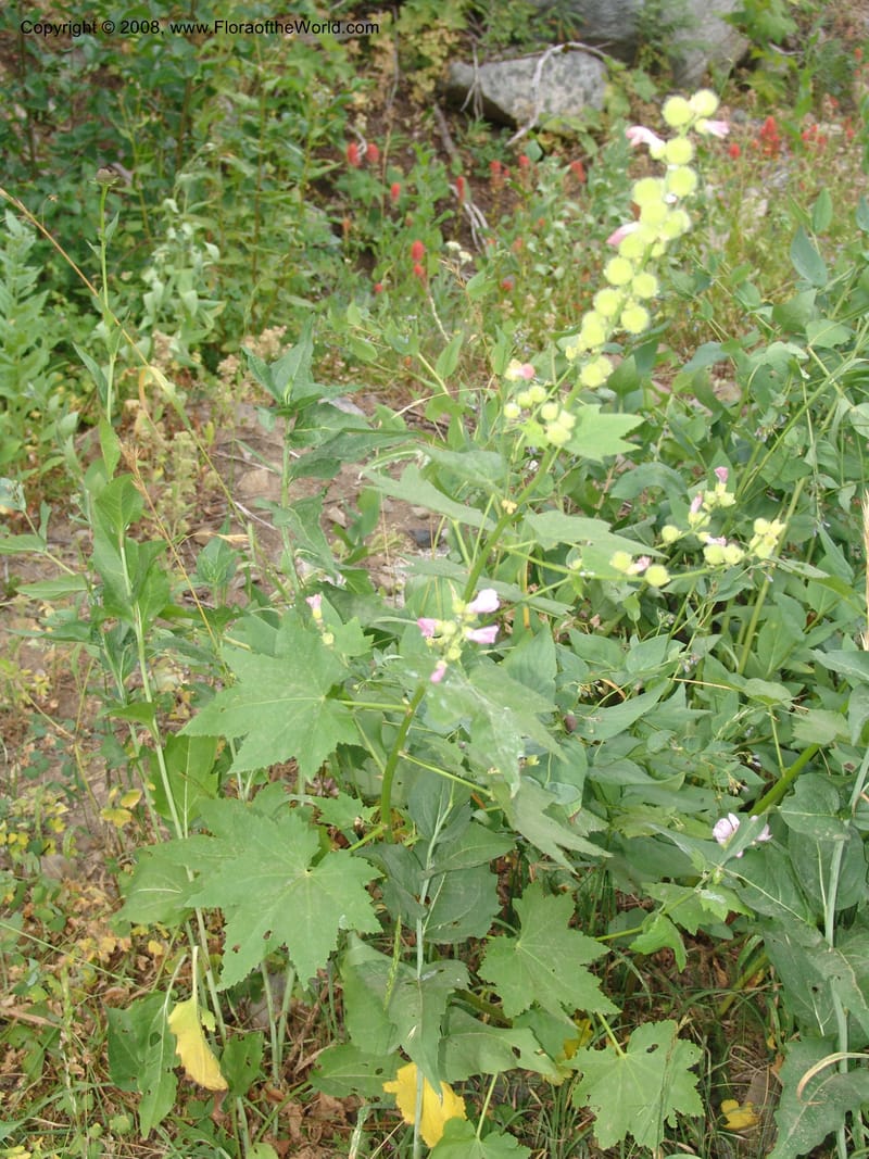 Sphaeralcea rivularis, CDavidson11116--ID. Adams Co. For. Serv. Rd. 453, to Goose Lk. 20 Jul 07. 170.jpg