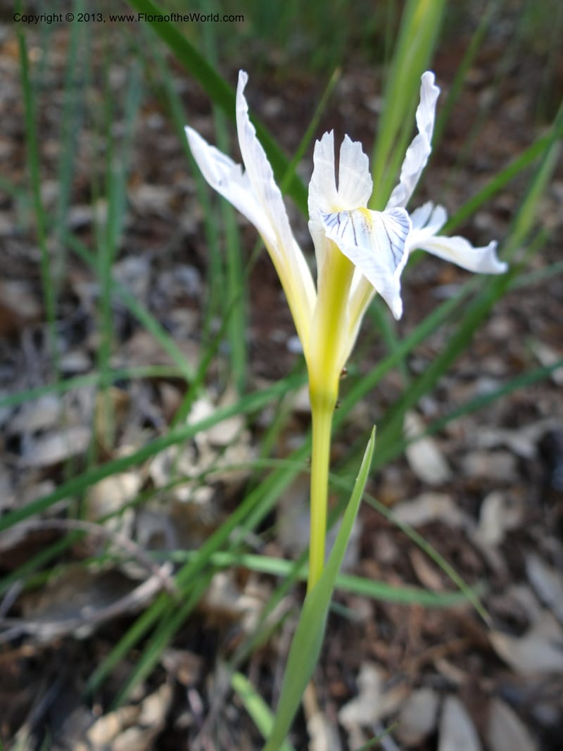 Iris tenuissima, Davidson, C 12132--Calif. Nevada Co. 19 Apr 2013. DSC03196 (11).JPG