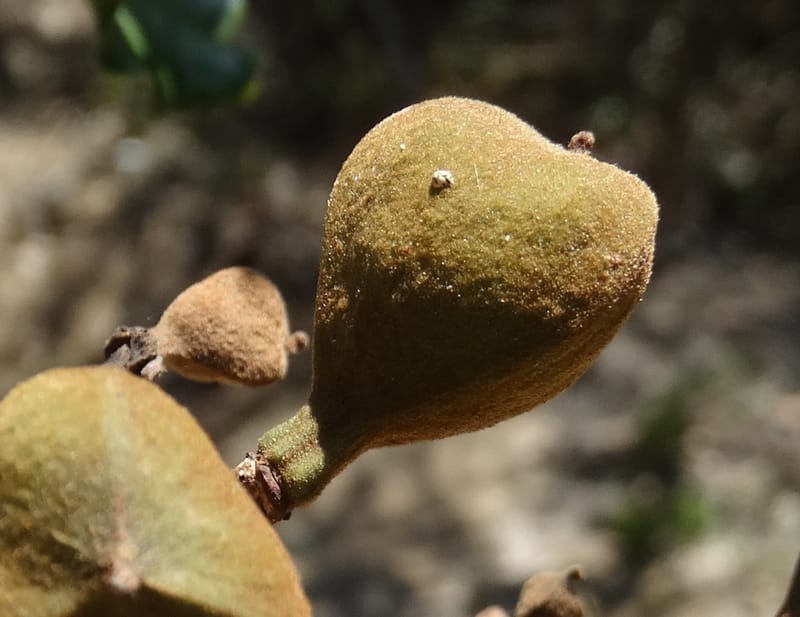 Cupaniopsis, Callmander, M 1227--New Caledonia. Tina. 10 Nov 2015. DSC00610 (32).JPG