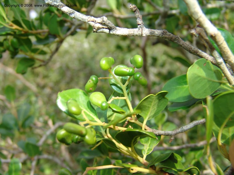 Apodytes dimidiata--So.Africa. E. Cape. Uitenhage Nat. Res. 6 Mch 05. 111.jpg