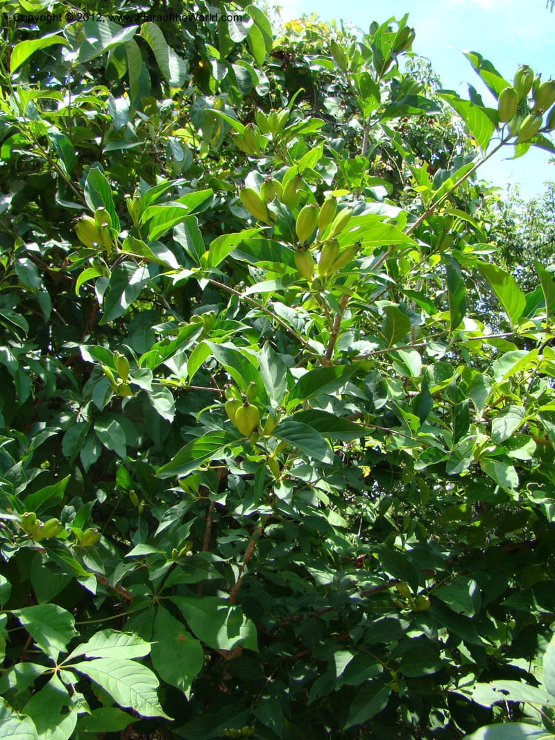 Coutarea hexandra, N. Martinez M. 2416--MX. Chiapas. Jiquipilas. Cerro el Campanario. 14 Sep 08. 034 (5).jpg