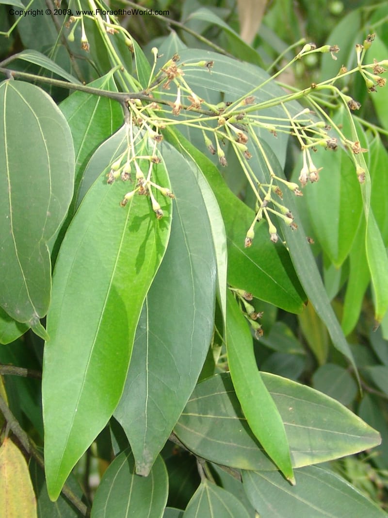 Cinnamomum jensenianum, 040920901--China. Hubei. Wuhan Botanical Garden. 24 Apr 07. 218.jpg