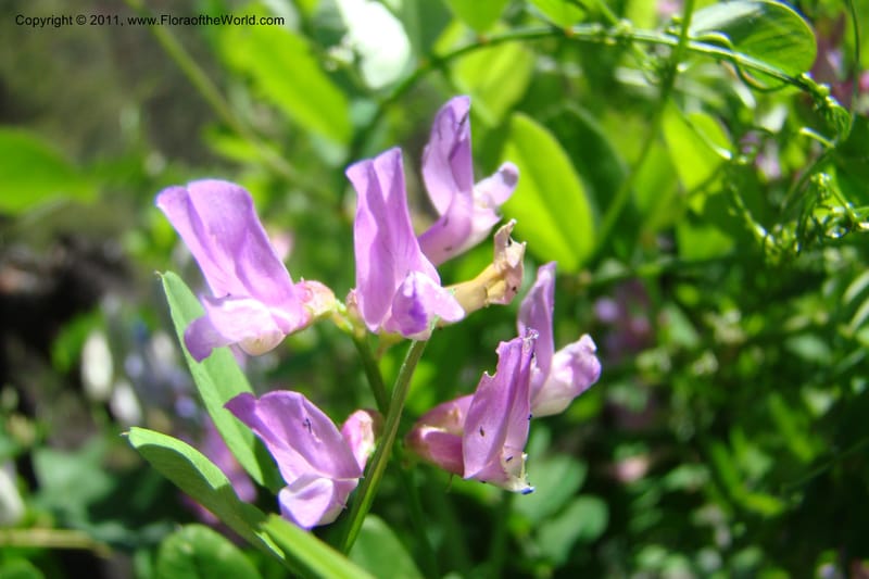 Vicia americana, C. Davidson 11391--Idaho. Idaho Co. Salmon River. Shepp Ranch. 28 May 2009. 165.jpg