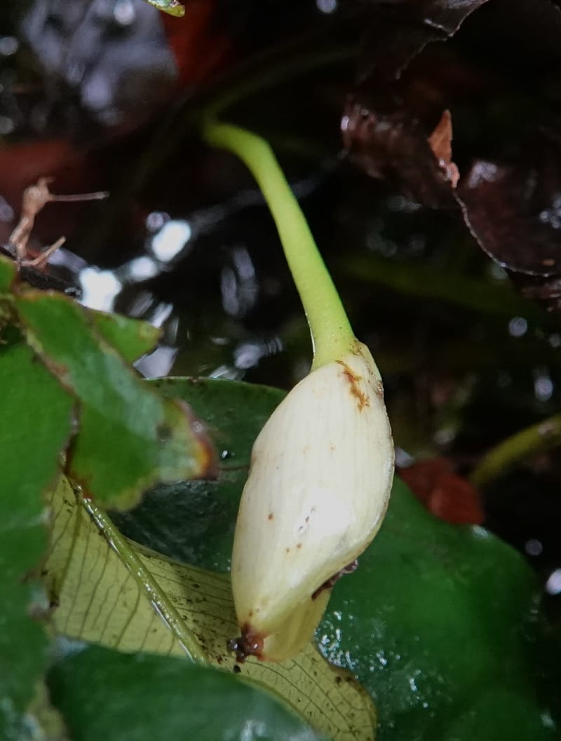 Anubias, C. Davidson 13942--Gabon. Maurel & Prom Oil Rd. 2 Nov. 2018. DSC01376 (47).JPG