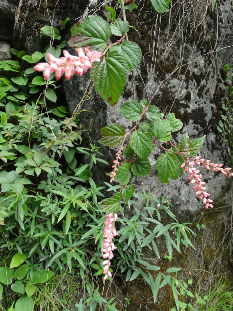 Neillia thibetica, Boufford, D 43710--China. Sichuan. LongDongZhen on Rd. to LeiYuan Shan. 13 May 2014. DSC05860 (22).JPG