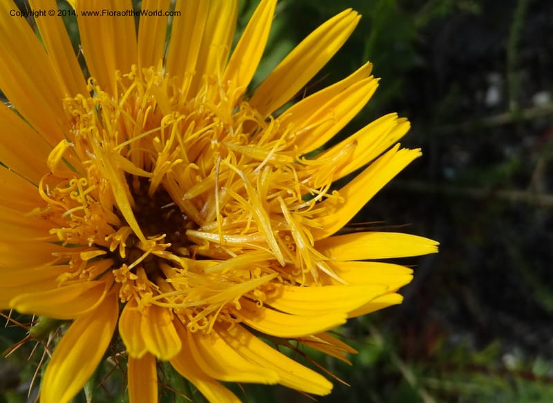 Berkheya barbata, Davidson, C 12314--South Africa. Western Cape. E. side, Fernkloof. 24 Jan 2014. DSC01799 (75).JPG