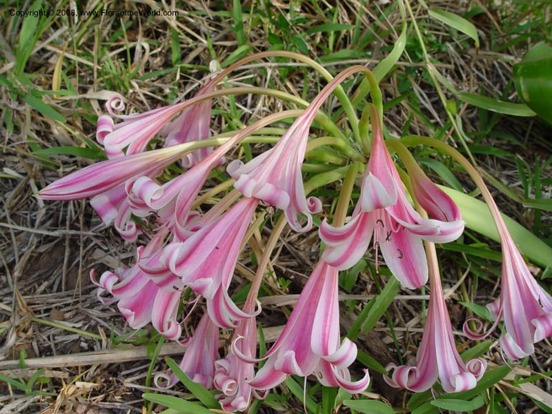 Crinum delagoense--So. Africa. KwaZuluNatal. Maputaland Coastal Forest Res. 1 Oct 03. 007.jpg