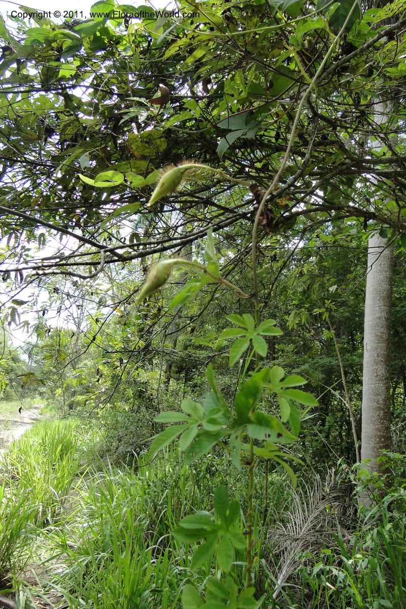 Merremia, W. D. Stevens 31279--Paraguay. Edo. Concepcion. Garay Cue. 21 Mar 2011. 197 (25).jpg